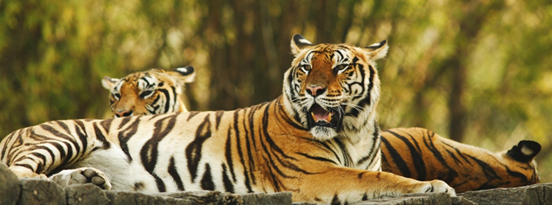 The tiger is the largest cat species, reaching a total body length of up to 3.3 metres (11 ft) and weighing up to 306 kg (670 lb)