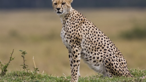 The cheetah is a large-sized feline inhabiting most of Africa and parts of the Middle East