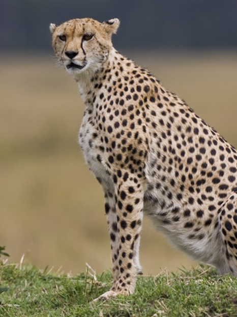 The cheetah is a large-sized feline inhabiting most of Africa and parts of the Middle East
