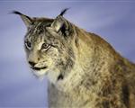 The Eurasian lynx is a medium-sized cat native to European and Siberian forests, South...