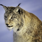 The Eurasian lynx is a medium-sized cat native to European...