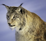 The Eurasian lynx is a medium-sized cat...