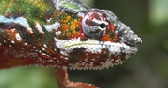 Chameleons are a distinctive and highly specialized clade of lizards