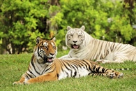 Big cats