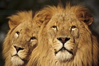 Lions