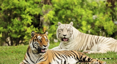 Tigers