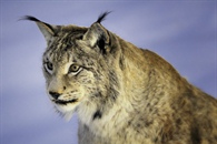 Lynxes