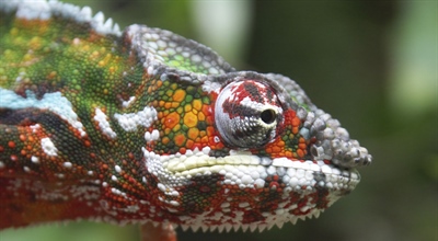 Chameleons