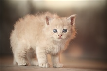 Cats have excellent night vision and can see...