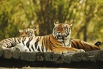 The tiger is the largest cat species, reaching a total body length of up to...