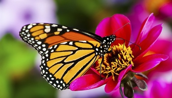 A butterfly is a mainly day-flying insect of the order Lepidoptera, which includes the...