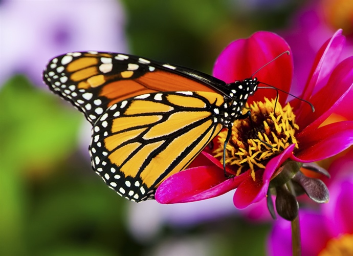 A butterfly is a mainly day-flying insect of the order Lepidoptera, which includes the butterflies and moths