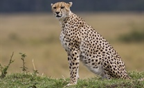 The cheetah is a large-sized feline inhabiting most of Africa and parts of the...