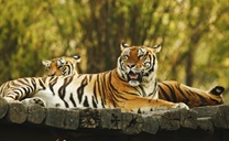 The tiger is the largest cat species, reaching a total body length of up to 3.3...