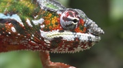 Chameleons are a distinctive and highly specialized clade of...
