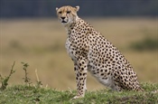 The cheetah is a large-sized feline inhabiting...