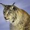 The Eurasian lynx is a medium-sized cat native to European and Siberian forests, South Asia and East...