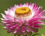 The flowers of plants that make use of biotic pollen vectors commonly have glands called...
