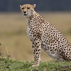 The cheetah is a large-sized feline inhabiting most of...