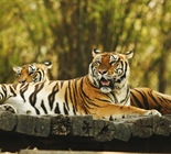 The tiger is the largest cat species,...