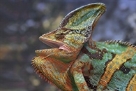 Articles with single Chameleon gallery